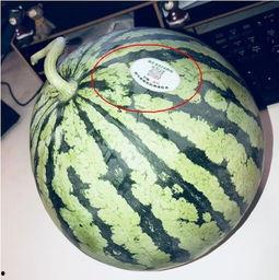 网红吃瓜入口在哪里可以看,揭秘网红美食背后的秘密